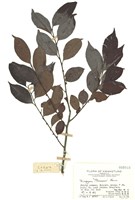 藏品(山紅柿(油柿))的圖片
